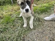 Basil - einfach ausgesetzt - Dreikirchen