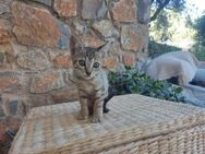 Kyra aus dem Tierschutz - Grevenbroich