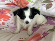 Bruno sucht noch ein Zuhause - Osterwieck Zentrum