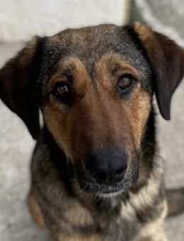 Rhea, geb. ca. 11/2021, GRIECHENLAND - Markdorf