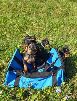 Zwergpinscher welpen - Speyer