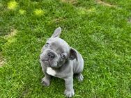 Französische Bulldoggen Welpen abgabebereit! - Lüdinghausen