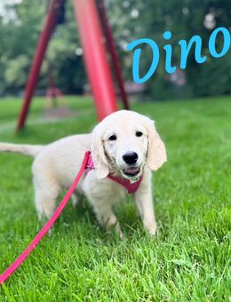 Golden Retriever Welpen - Zwei kleine Welpen suchen noch ein zu Hause :) - Schwelm
