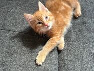 Ekh Maincoon mix kitten - Leverkusen