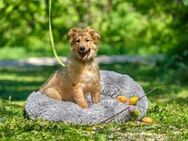 Kuko ❤️ Schutzgebühr 500 Euro - Burgsinn
