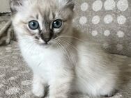 Zauberhafte Birma - Mix- Kitten - Beckingen
