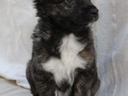 INDIANA - Welpenalarm! ❤️🐶 - Neudenau