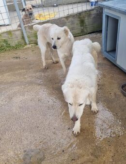 ZAIRA & Mama SHIBA suchen gemeinsam - Marienfließ