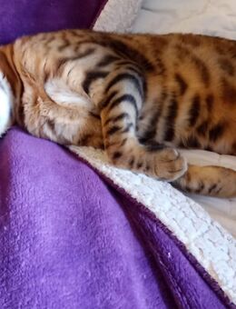 verspielte, kinderliebe Bengal- Kätzin, 22 Monate alt, kastriert - Hannover