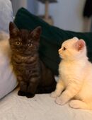 BKH Katze in 09228