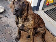 Deckrüde Lucky Rhodesian RidgebackxLabrador - Wolfsburg