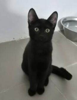 Kätzin 222850 schnurrt sich in Dein Herz - Köln