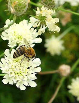 Samen Saatgut GELBE SKABIOSE (Scabiosa ochroleuca) heimische Wildstaude Naturgarten insektenfreundlich winterhart - Stuttgart