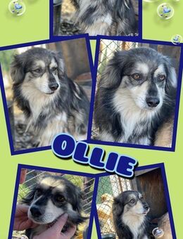 lieber Ollie hofft auf ein neues Leben - Nürnberg