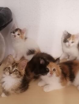 Maine Coon Kitten reinrassig Glückskatze - Hahn