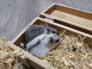 junge chinesische Streifenhamster Hamster Zwerghamster weiblich dürfen ausziehen - Neustadt (Sachsen) Hohwald
