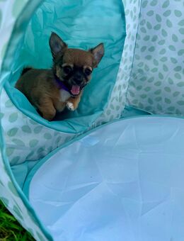 Chihuahua Welpen Langhaar Hündin Ahnentafel - Herschbroich