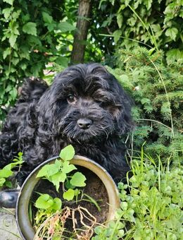 Der kleine Balu, ein süßer Schatz - Heinsberg