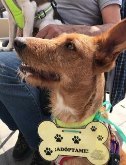 DAISY - Eine liebe Seele - Karben