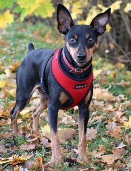 KLAUSI - entzückender kleiner Hundebub - Betzenstein