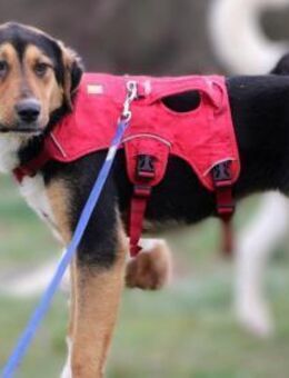 Tilda - ein kleines Energiebündel - Eixen