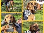 Moni Jagdhund Mischling zarte Hündin - Margetshöchheim