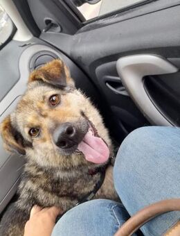 Soziale Hundeoma KATE sucht ♥️ - München