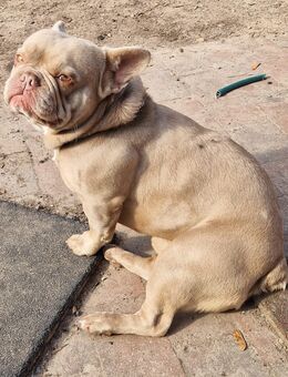 Französische Bulldogge Deckrüde in der Farbe isabella - Emden
