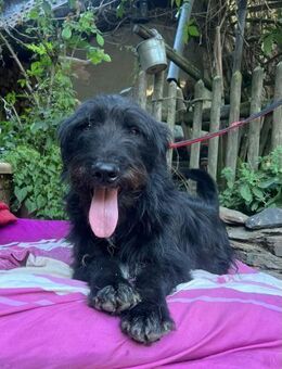 Sanfter Riese sucht Körbchen - Lenningen