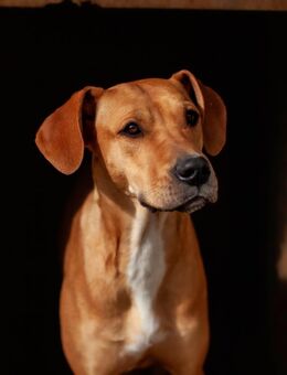 Mastiff Mix - Stuttgart