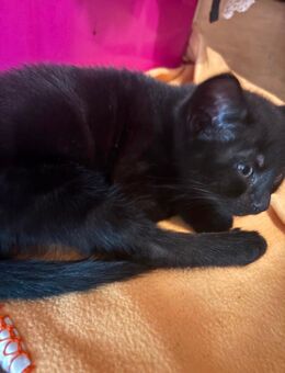 Kitten abzugeben - Berlin Marzahn-Hellersdorf