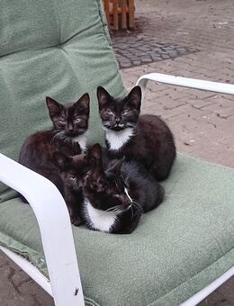 Katze abzugeben - Münster