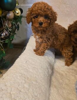 Zwergpudelwelpen/toy - Borgholzhausen Cleve