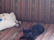 Hübsche Katze sucht ein Zuhause - Karlshuld