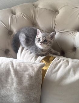 Britische kurzhaar kitten - Edingen-Neckarhausen
