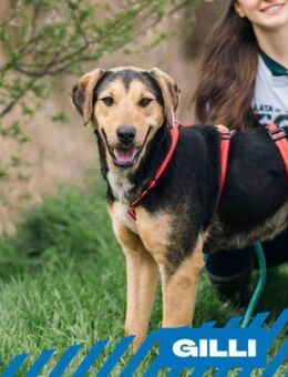 Gilli - suche aktive Familie - Berlin