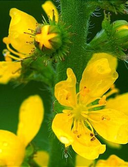 Samen GEWÖHNLICHER ODERMENNIG (Agrimonia eupatoria) heimische Wildstaude Naturgarten - Stuttgart