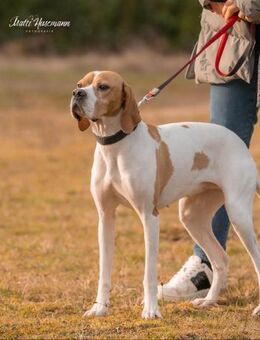 Sissy, Bracke Mix, 3,5 Jahre - Wegberg