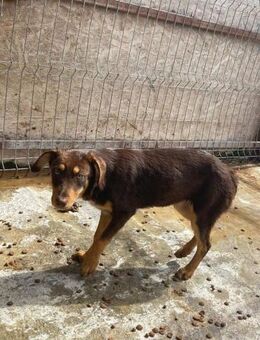 Süße Hündin B633 sucht ihre Familie - Neuberg