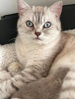 Jasmin Sanfte Britisch Kurzhaar Katze - Benediktbeuern