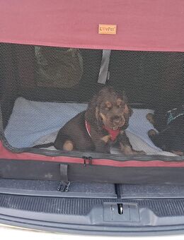 Zwei gesunde cocker spaniel Brüder. - Würzburg