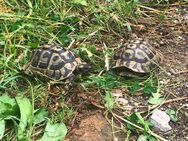 Testudo hermanni Zuchtpaar, 2 griechische Landschildkröten - Veitshöchheim