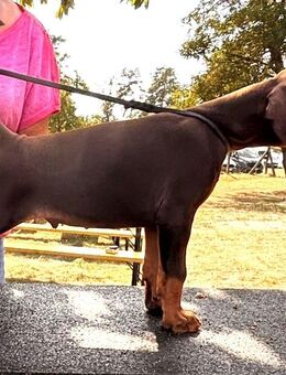Dobermannrüde aus VDH Zucht - Köthen (Anhalt)