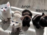 Süße Perser Mix Kitten abzugeben - Dorsten