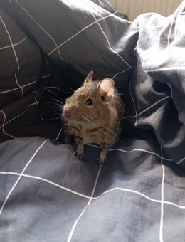 3 Degu -Brüder,alle gesund - Geeste