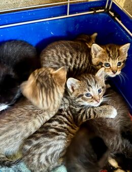 Baby Katzen / Kitten - Elbtal