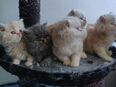 Perser Kitten (5×) zum Verlieben, ab Juni abholbereit. in 21109
