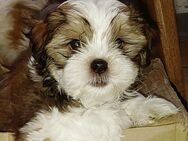 Shih Tzu und Malteser Junge - Westerkappeln