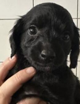 zuckersüße ABBY sucht ihr Traumkörbchen - Sulzfeld (Baden-Württemberg)