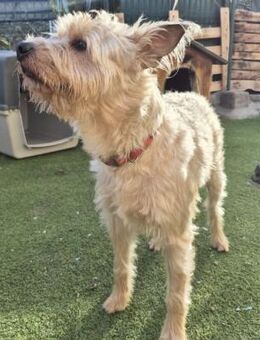 ROCKY - super verträglich mit allen! ❤️ - Neudenau